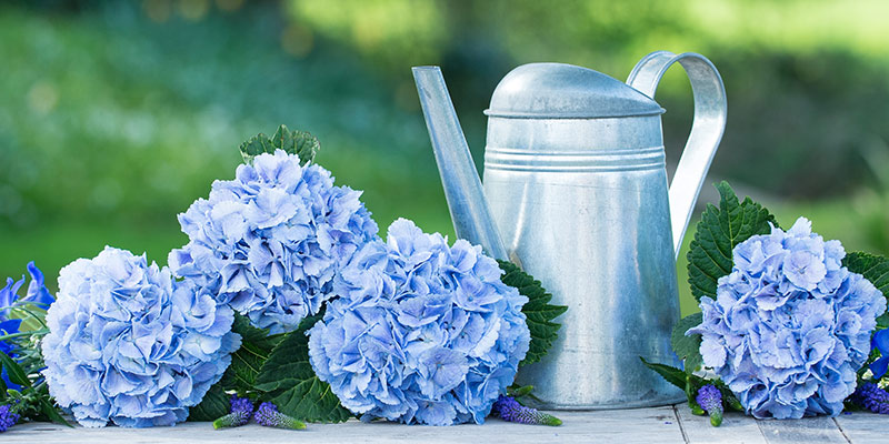 6 Facts You Didn't Know About Hydrangeas