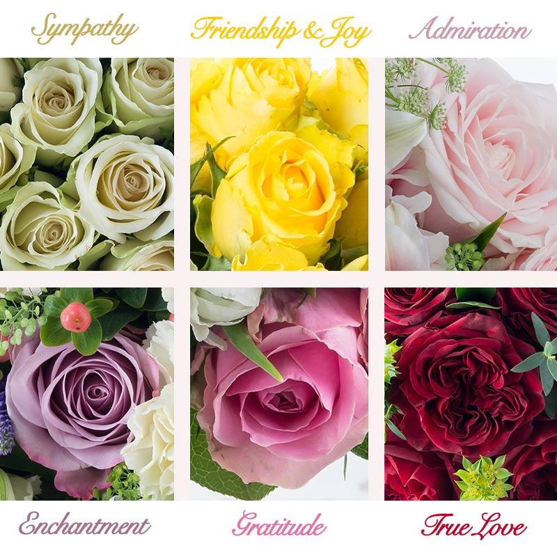 A chart of rose colour meanings: White roses - sympathy. Yellow roses - friendship and joy. Light Pink roses - admiration. Lavender roses - enchantment. Dark Pink roses - gratitude. Red roses - true love.