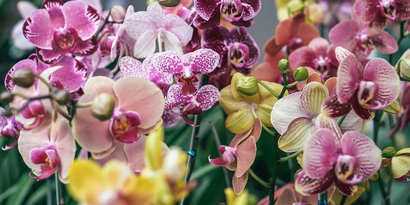 7 Facts You Didn’t Know About Orchids