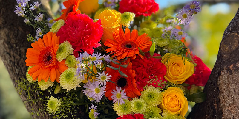 10 Flowers that Symbolise Friendship