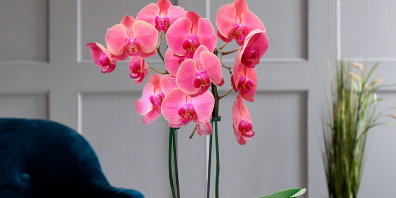 How To Repot An Orchid Plant
