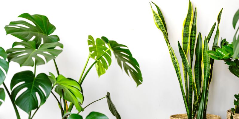 Forget the Mug: Gift Him These Perfect Plants For Father’s Day