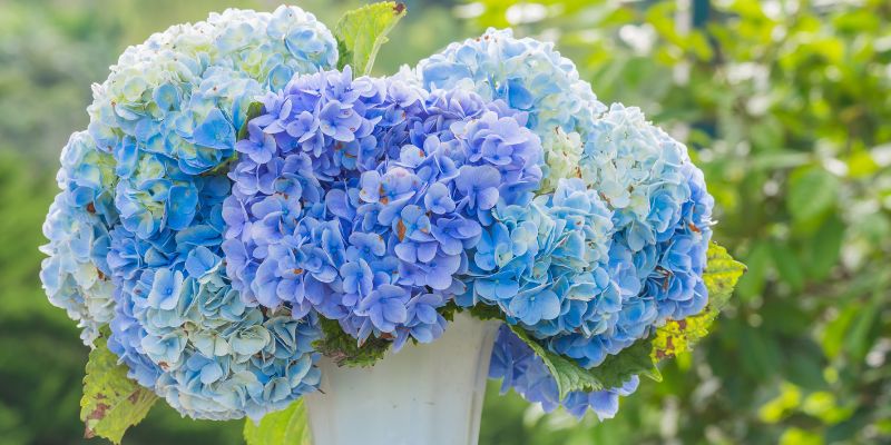 The Best Blue Flowers for Bouquets
