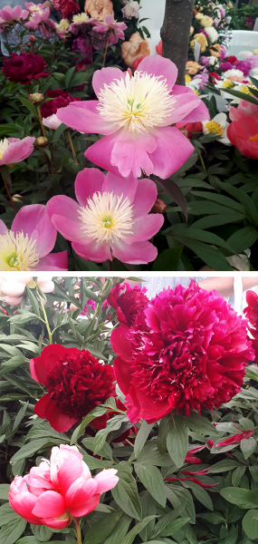 peony varieties