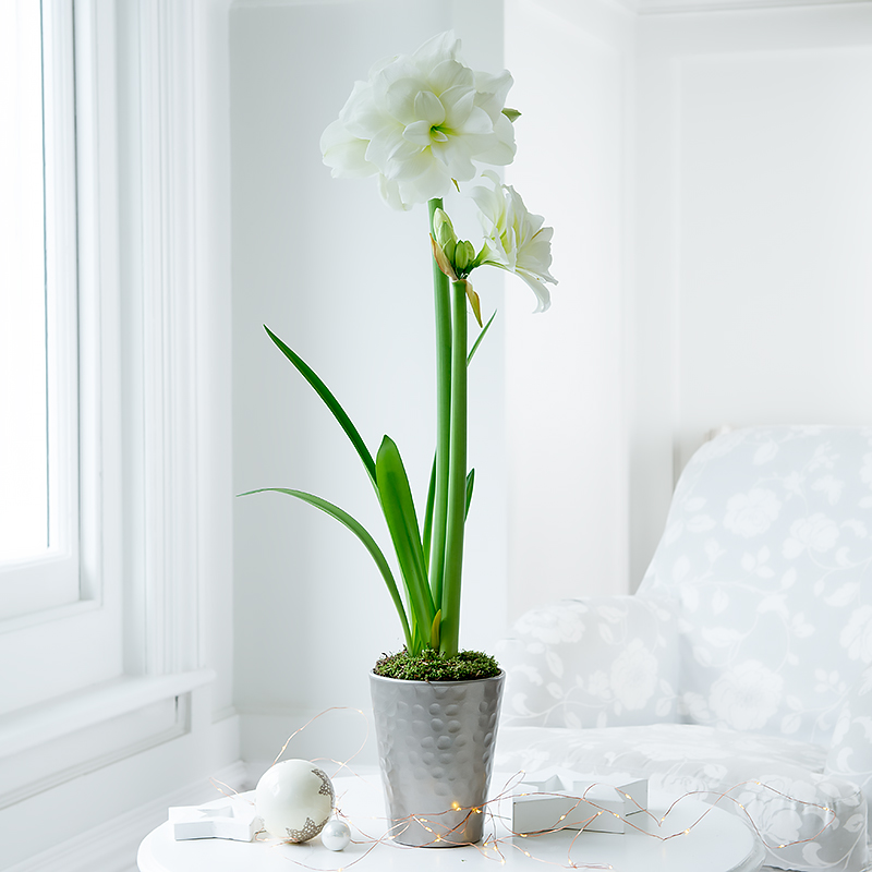 Amaryllis Plant