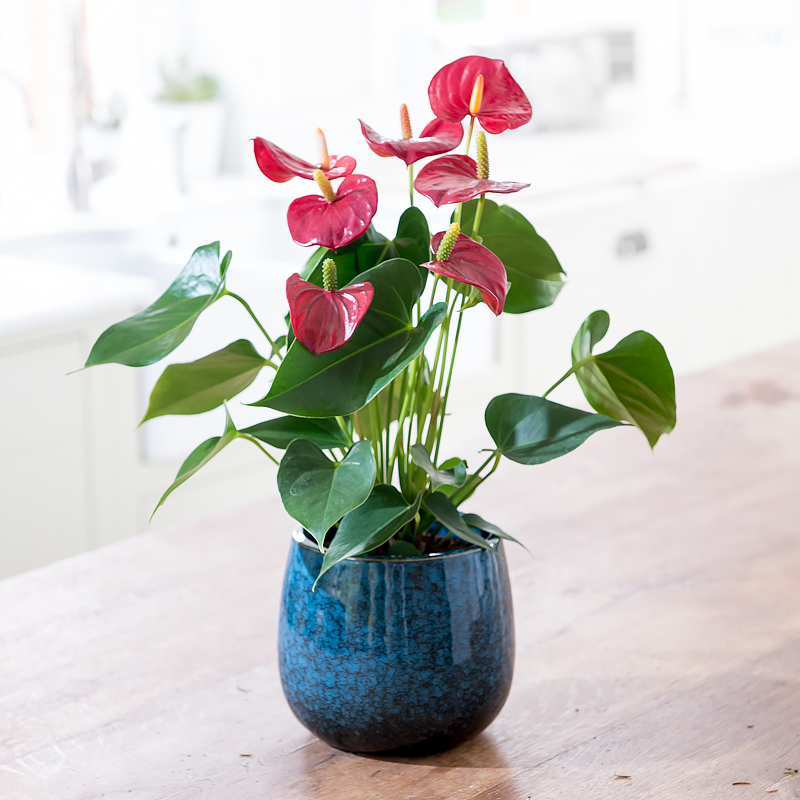 Anthurium Plant