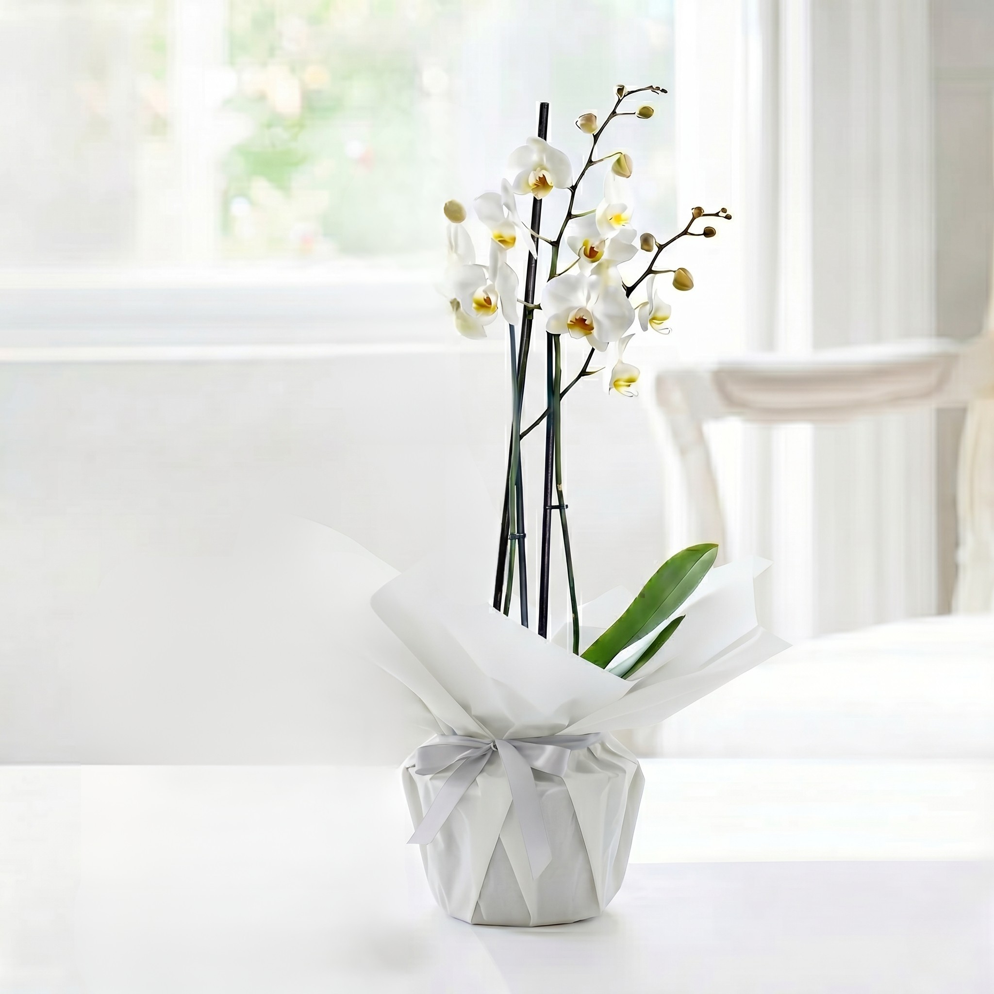 Double Stem White Orchid in Pot - House Plant - 55cm White Phalaenopsis Orchid - Orchid Plants - Gift Idea - Next Day Plant Delivery UK - Appleyard