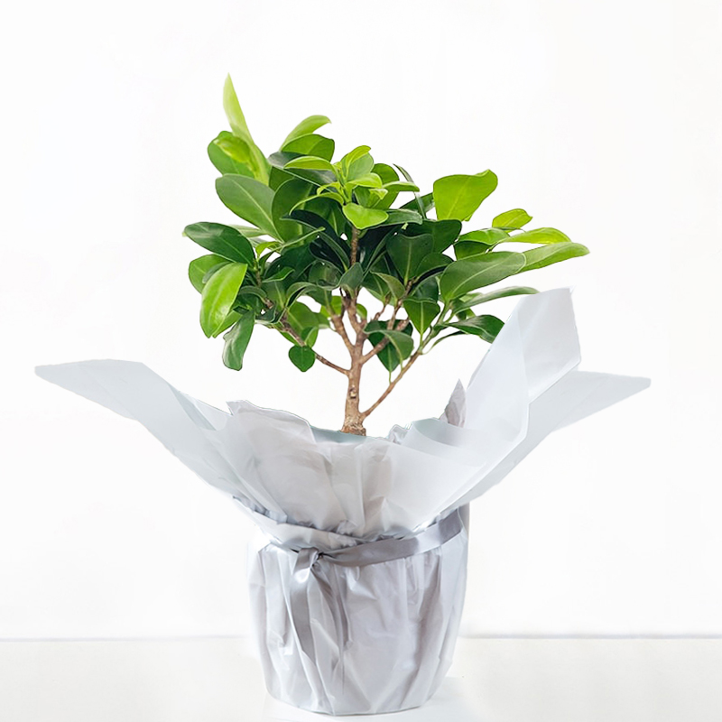 30cm Ficus Ginseng Bonsai In Ceramic Pot - Miniature Bonsai Tree - Bonsai House Plant - Dark Green - Gift Idea - Next Day Plant Delivery UK