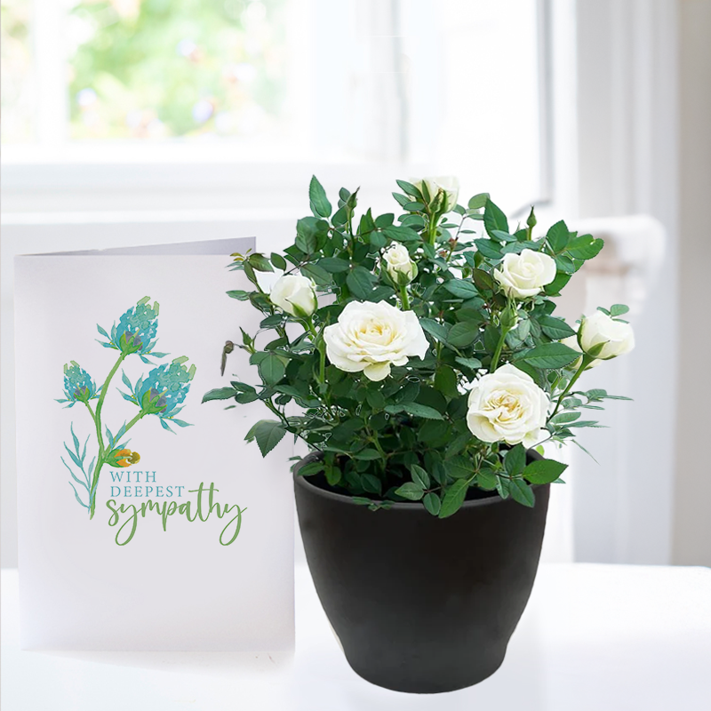 White Rose Plant & Sympathy Card - Sympathy Plant Gifts - Plant Gift Set - Next Day Plant & Gift Delivery UK - Appleyard London