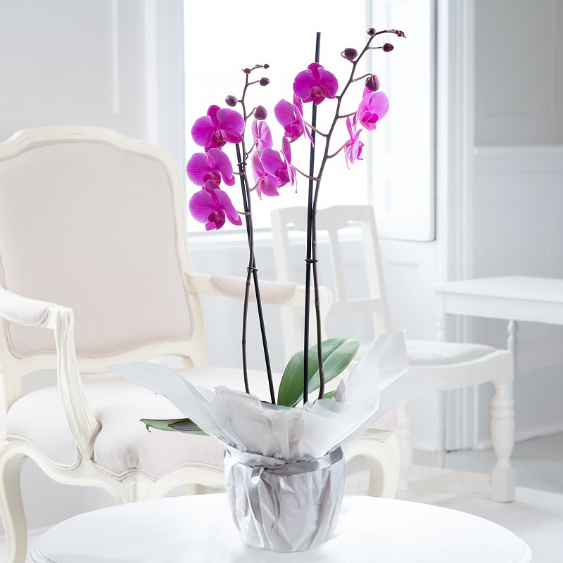 Double Stem Pink Orchid in Pot - House Plant - 55cm Pink Phalaenopsis Orchid - Orchid Plants - Gift Idea - Next Day Plant Delivery UK - Appleyard