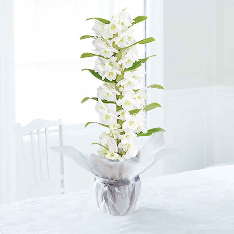 White Scented Dendrobium Orchid In Pot - House Plant - 50cm Orchid House Plant - Indoor Orchid Plant - Gift Idea - Next Day Plant Delivery UK