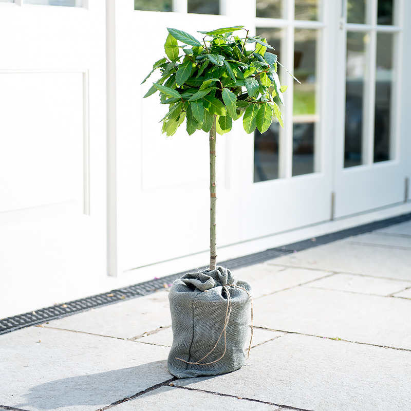 Bay Tree