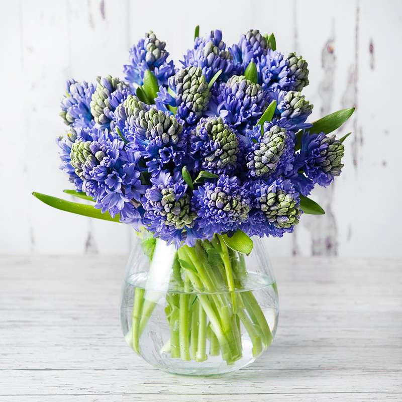 Blue Hyacinths