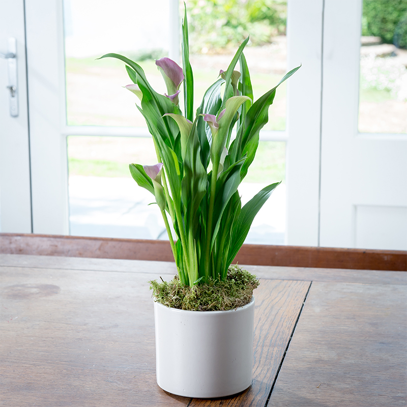 Calla Lily Plant