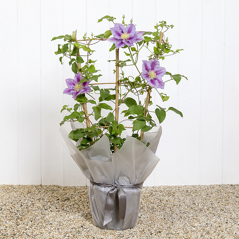 Clematis Planter