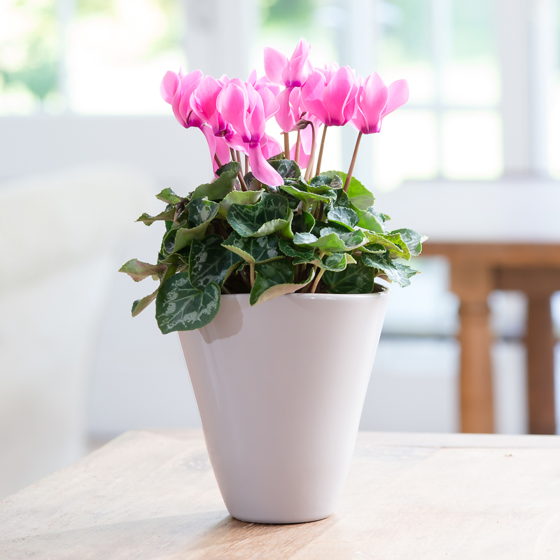 Cyclamen Ceramic