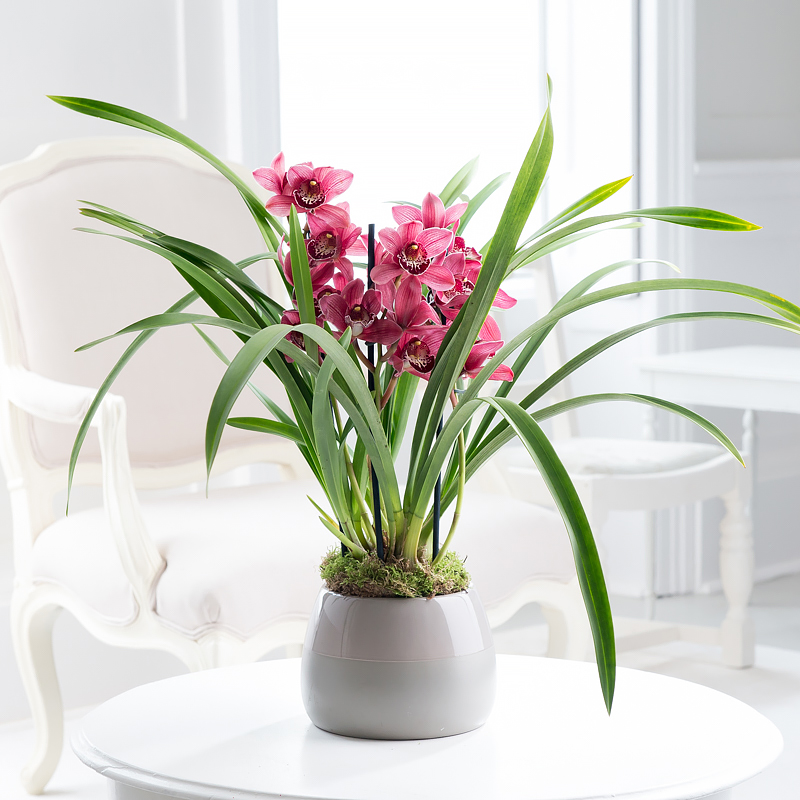 Cymbidium Orchid Plant