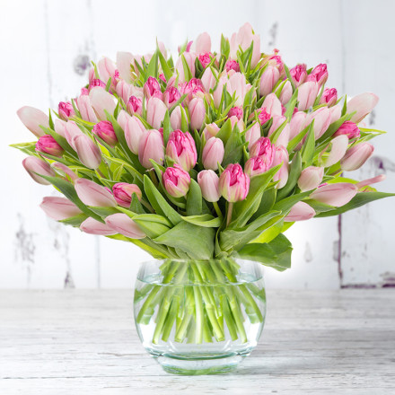 100 Pink Tulips