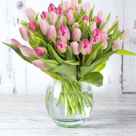 50-100 Pink Tulips