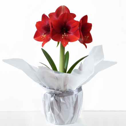 Amaryllis Bulb 