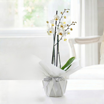 Gift Wrapped Double Stem White Orchid (55cm)