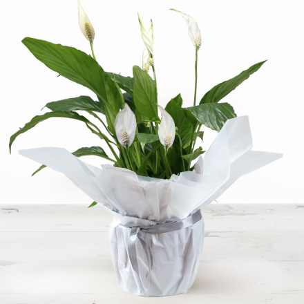 Gift Wrapped Peace lily Plant 45cm