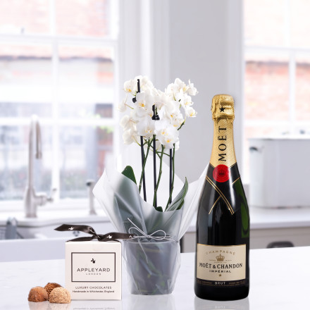 Mini White Orchid (20-25cm), Moët & Chandon & 6 Mixed Truffles