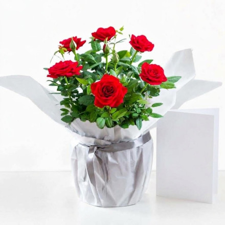 Gift Wrapped Red Rose Plant & Free Card
