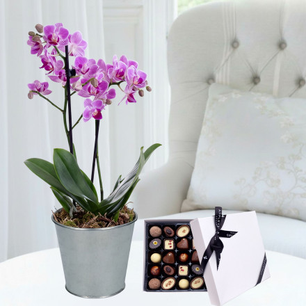 Mini Pink Orchid (20-25cm), Zinc Pot, Box of 25 Chocolates & Card