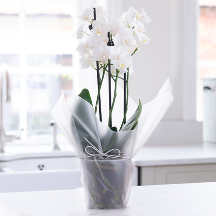 Gift Wrapped Mini White Orchid (20-25cm)