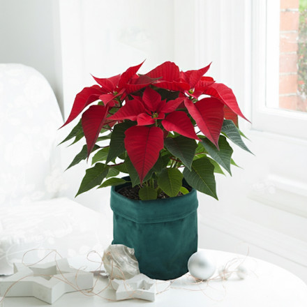 Poinsettia Plant with Velvet Pot cover