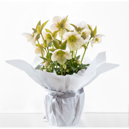  Hellebore Plant