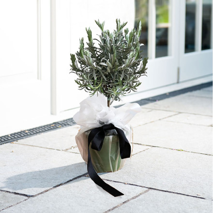 Gift Wrapped Mini White Orchid (20-25cm)