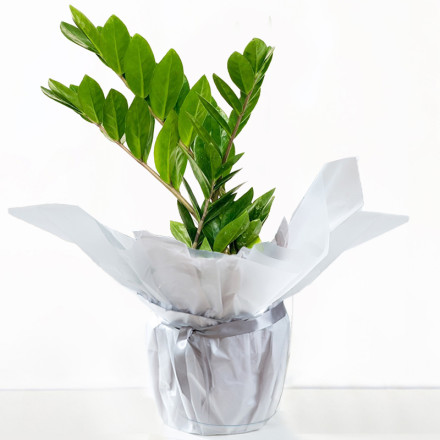 Gift Wrapped ZZ Plant