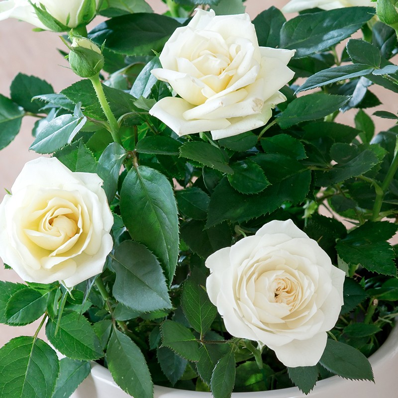 White Rose Plant