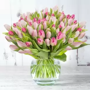 100 Pink Tulips