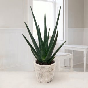 Aloe Vera Plant in Stone Pot (25-30cm)