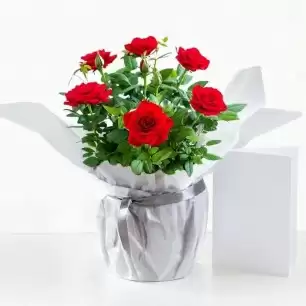 Gift Wrapped Red Rose Plant & Free Card