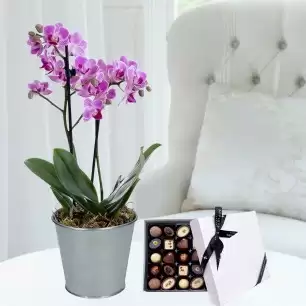 Mini Pink Orchid (20-25cm), Zinc Pot, Box of 25 Chocolates & Card
