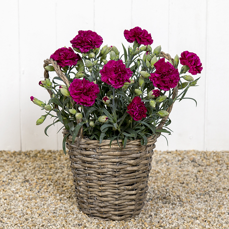 Dianthus Patio Planter