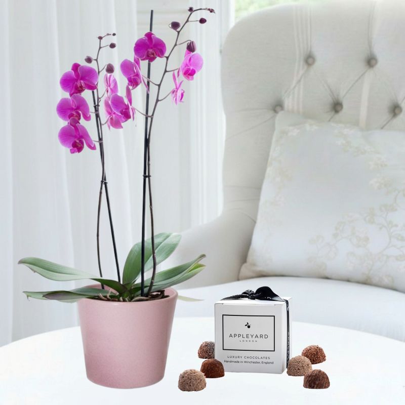 Double Stem Orchid, Star Ceramic Pot, 6 Mixed Truffles & Christmas Card - House Plant - 55cm Phalaenopsis Orchid - Orchid Plants - Pink - Orchids
