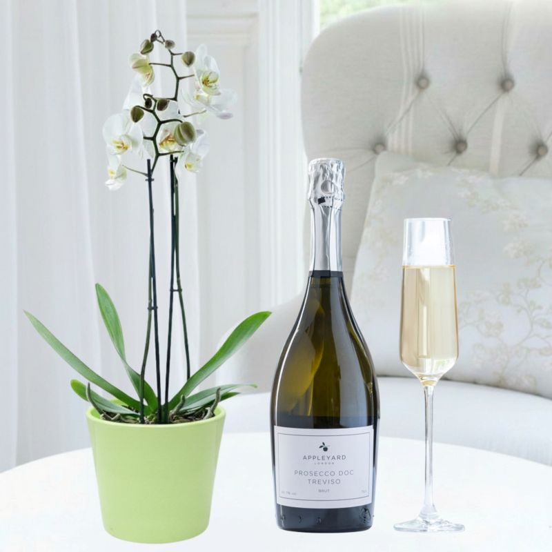 Double Stem White Orchid, Apple Ceramic Pot & Appleyard Prosecco - House Plant - Orchid Plants - Gift Idea - Next Day Plant Delivery UK