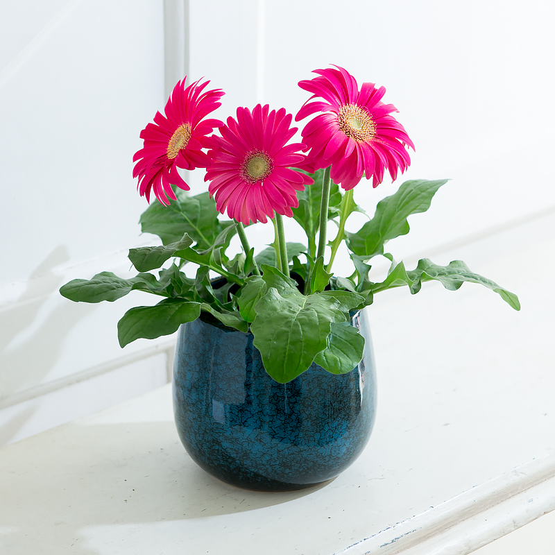 Vibrant Gerbera Ceramic