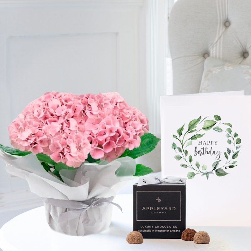 Gift Wrapped Hydrangea Plant, 12 Truffles & Birthday Card - Pink - Hydrangea & Hydrangeas - Next Day Plant & Gift Delivery UK - Appleyard London