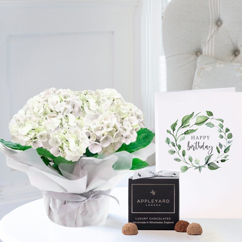 Gift Wrapped Hydrangea Plant, 12 Truffles & Birthday Card - White - Hydrangea & Hydrangeas - Next Day Plant & Gift Delivery UK - Appleyard London