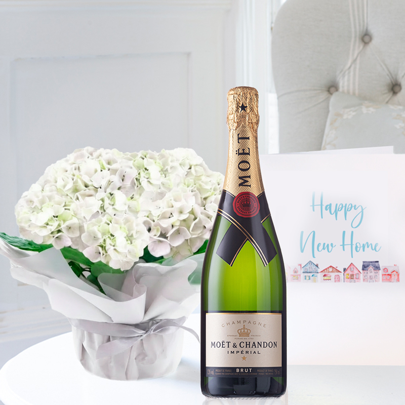 White Hydrangea Plant, Moët & Chandon & New Home Card - Housewarming Plant Gifts - Plant Gift Set - Next Day Plant & Gift Delivery UK - Appleyard