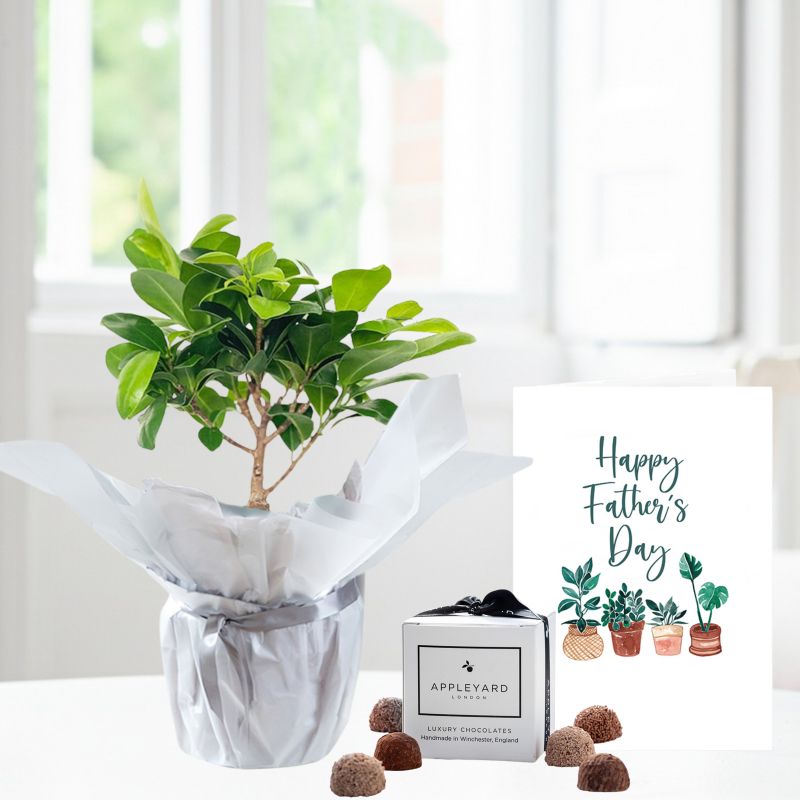 30cm Gift Wrapped Ficus Ginseng Bonsai, 6 Mixed Truffles & Father's Day Card - Miniature Bonsai Tree - Bonsai House Plant - Dark Green