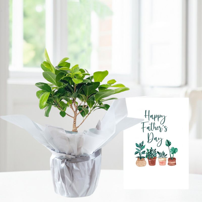 30cm Gift Wrapped Ficus Ginseng Bonsai & Father's Day Card - Miniature Bonsai Tree - Bonsai House Plant - Dark Green - Gift Idea - Next Day Plant