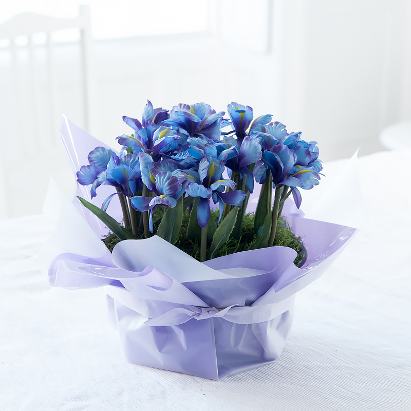 Gift Wrapped Iris Bulbs