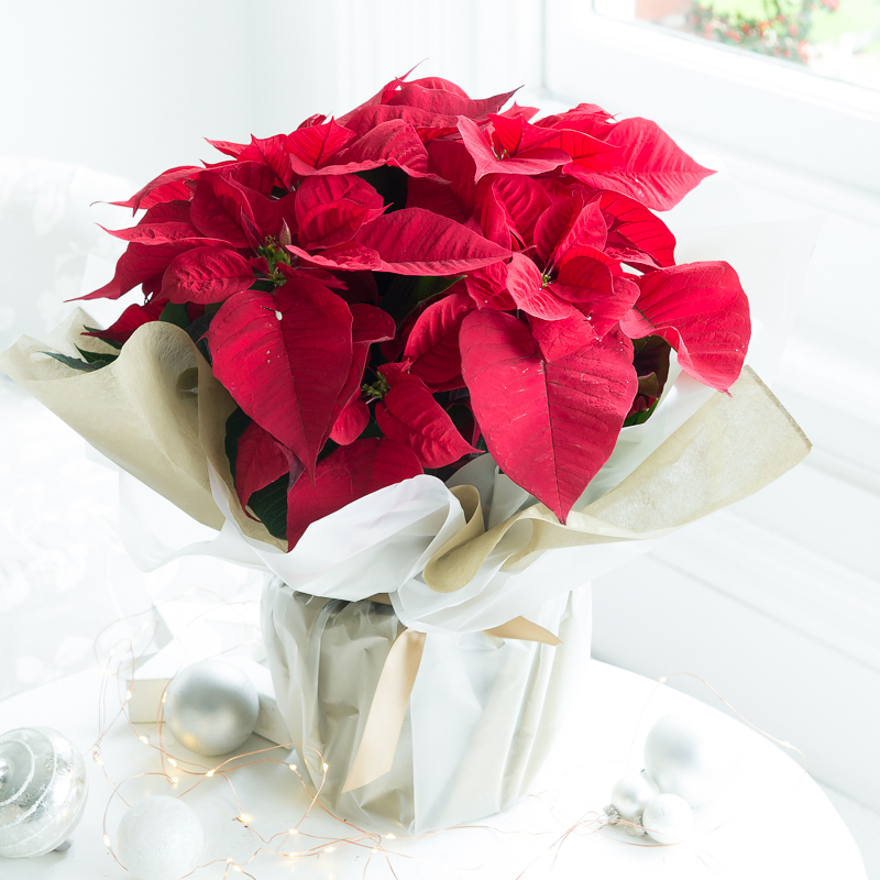 Gift Wrapped Poinsettia